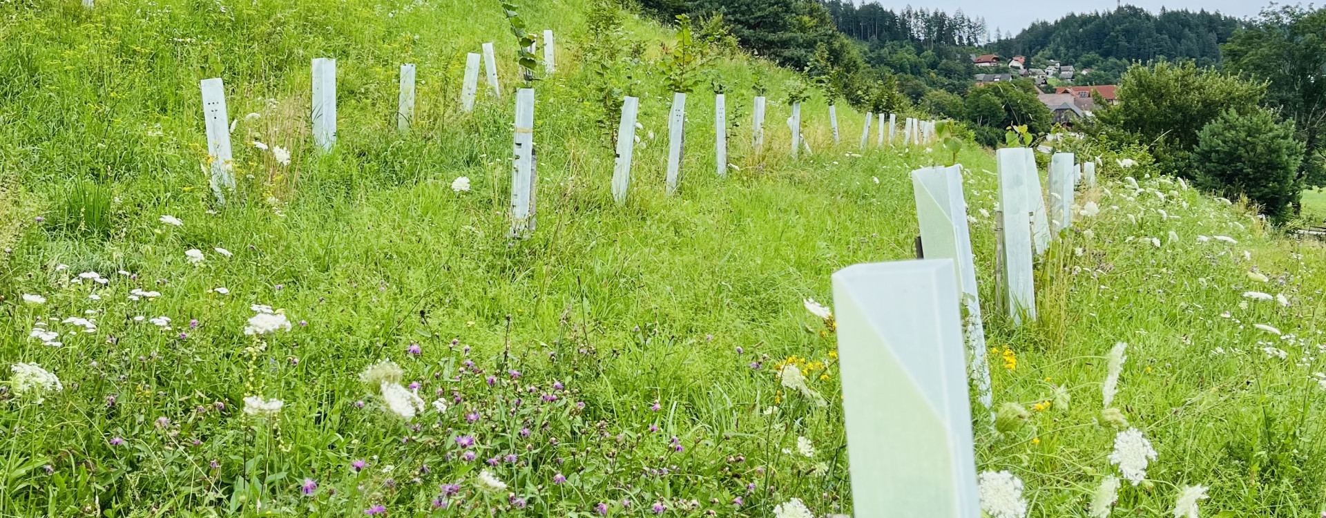 Trüffelplantage in St. Egyden