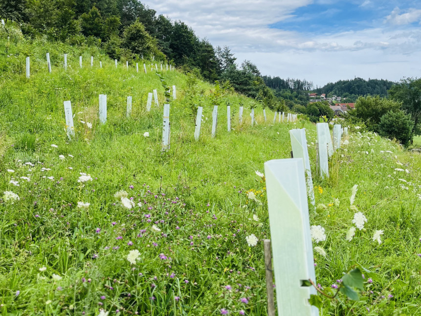 Trüffelplantage in St. Egyden