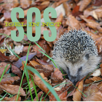 SOS - Igel in NOt
